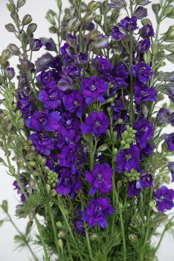 Larkspur Purple 